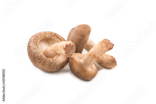 Shitake mushroom isolated on white.