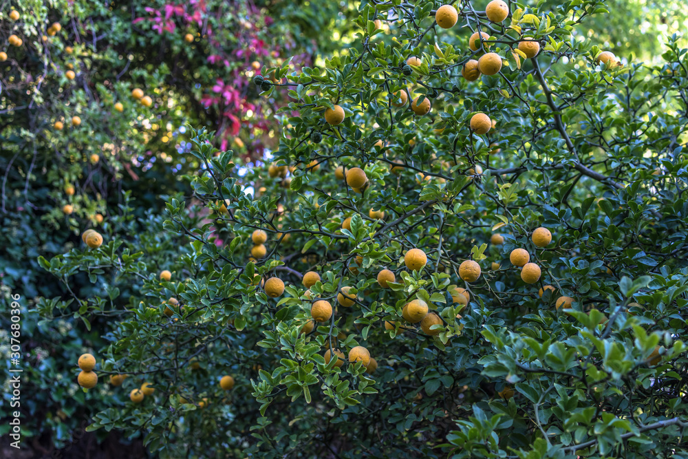 Green shrub with yellow round fruits citron against a bright blue sky Green shrub with yellow round fruits citron against a bright blue sky
