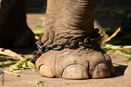 elephant bondage