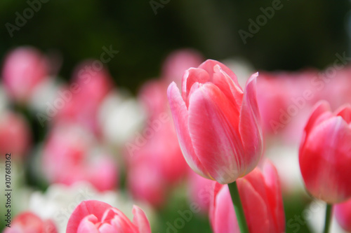 Fresh beautiful pink and white tulip flower