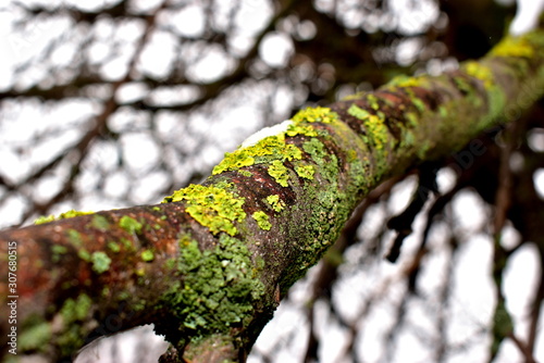 Green lichen on a tree branch