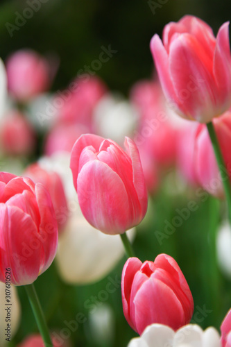 Fresh beautiful pink and white tulip flower