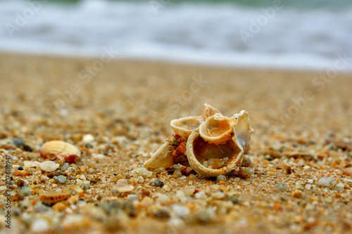 sea shells on the sand © nekrasov50