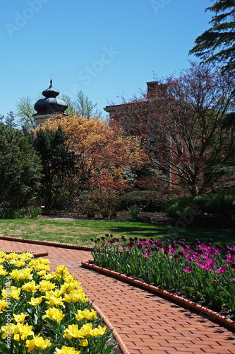 Arrangement of yellow Jonquils Daffodils ,Dark purple Tulips flower and Dark pink rain lily flower (Zephyranthes rosea) in green garden park photo