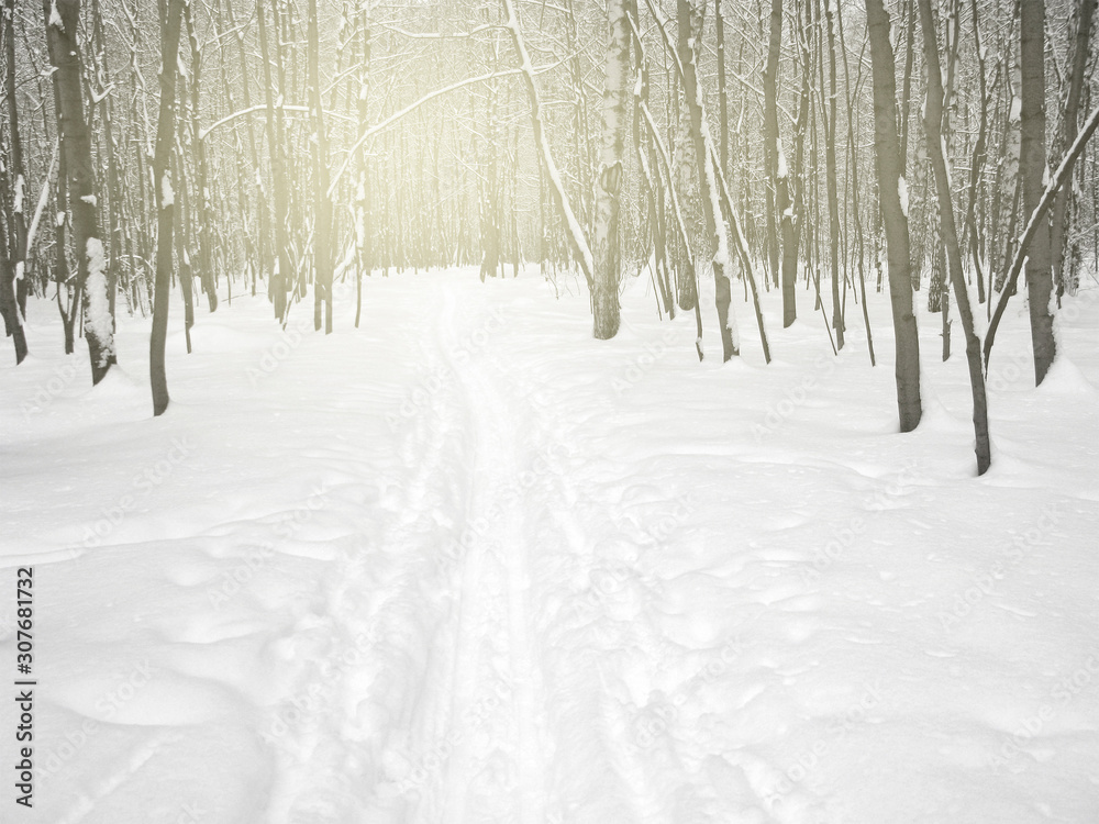 Fototapeta premium Ski track in the winter forest. Leisure activity and sport in the winter. The sun illuminates the trees in the background.