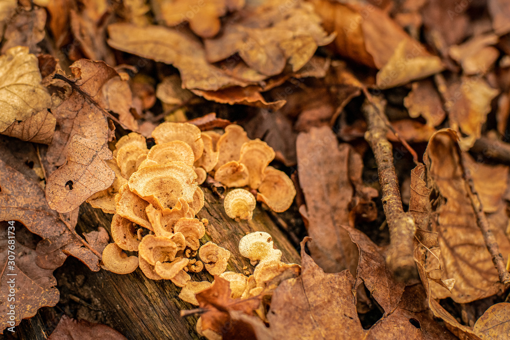 From the florest floor: Mushrooms growing on an old log of wood, surrounded by golden withered beech leaves. From the florest floor: Mushrooms growing on an old log of wood, surrounded by golden withered beech leaves.