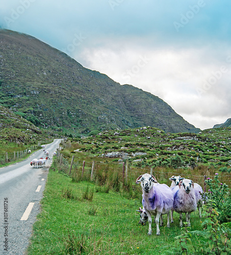 Marked sheeps on a road, Ireland