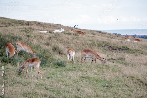 Red Lechwe Antelope (Kobus leche)