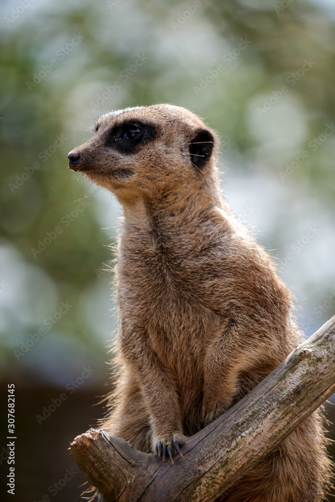 Fototapeta premium Meerkat or Suricate (Suricata suricatta)