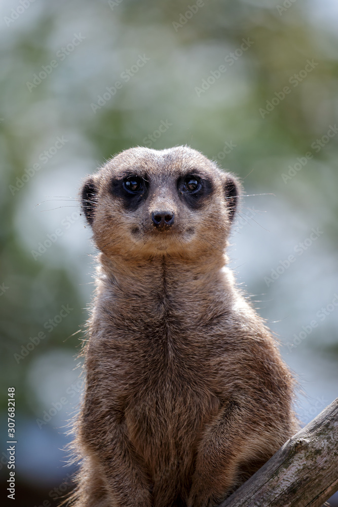 Meerkat or Suricate (Suricata suricatta) Meerkat or Suricate (Suricata suricatta)