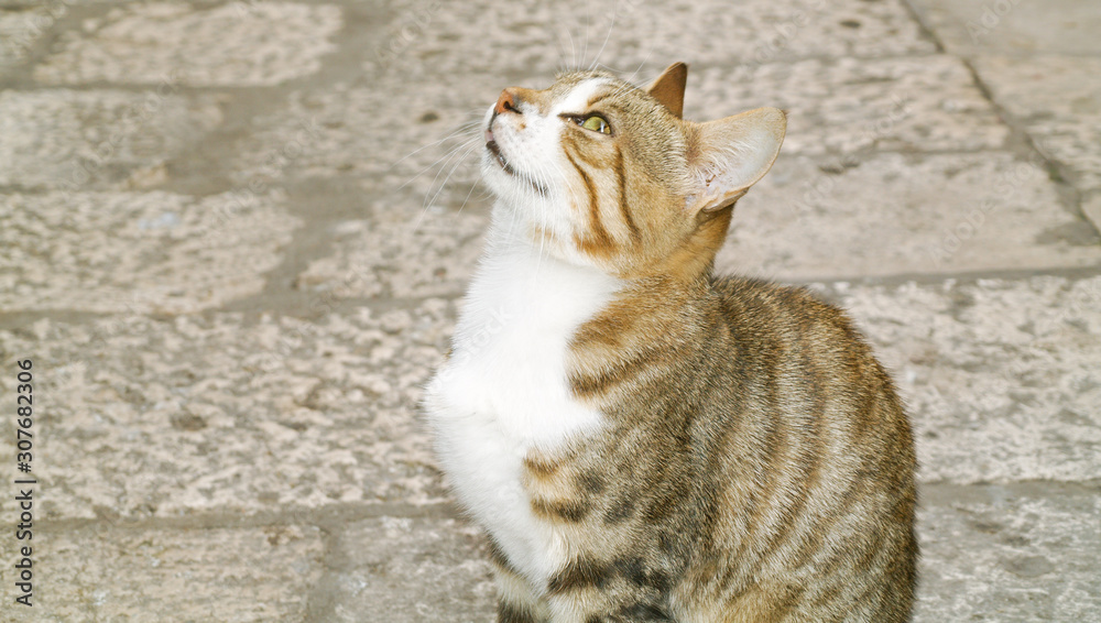 A beautiful healthy domestic cat looking up at its owner. Animal welfare and healthcare. Animal happy after visiting a vets. Keeping pets happy. isolated pet cat. A beautiful healthy domestic cat looking up at its owner. Animal welfare and healthcare. Animal happy after visiting a vets. Keeping pets happy. isolated pet cat.