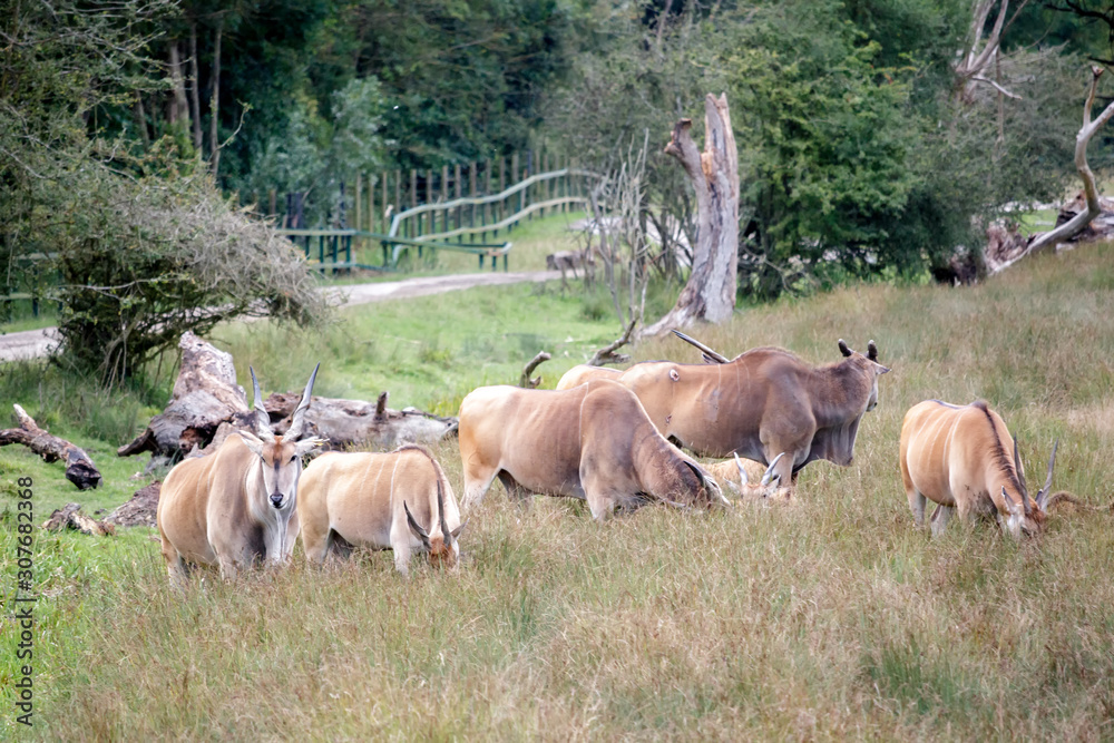 Common Eland (Taurotragus oryx) Common Eland (Taurotragus oryx)