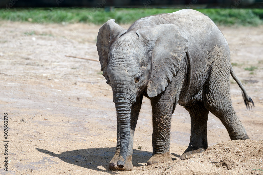 Fototapeta premium African Elephant (Loxodonta)
