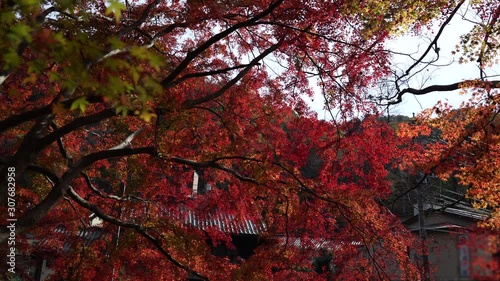 高尾山紅葉