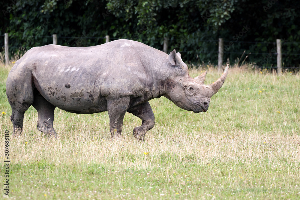Black Rhinoceros or Hook-lipped Rhinoceros (Diceros bicornis) Black Rhinoceros or Hook-lipped Rhinoceros (Diceros bicornis)