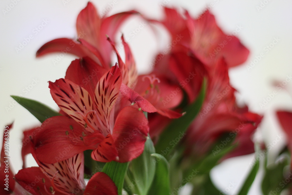 Alstroemeria flower red. Bouquet of flowers Alstroemeria. . Close-up Alstroemeria flower red. Bouquet of flowers Alstroemeria. . Close-up