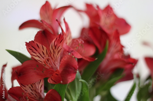 Alstroemeria flower red. Bouquet of flowers Alstroemeria. . Close-up