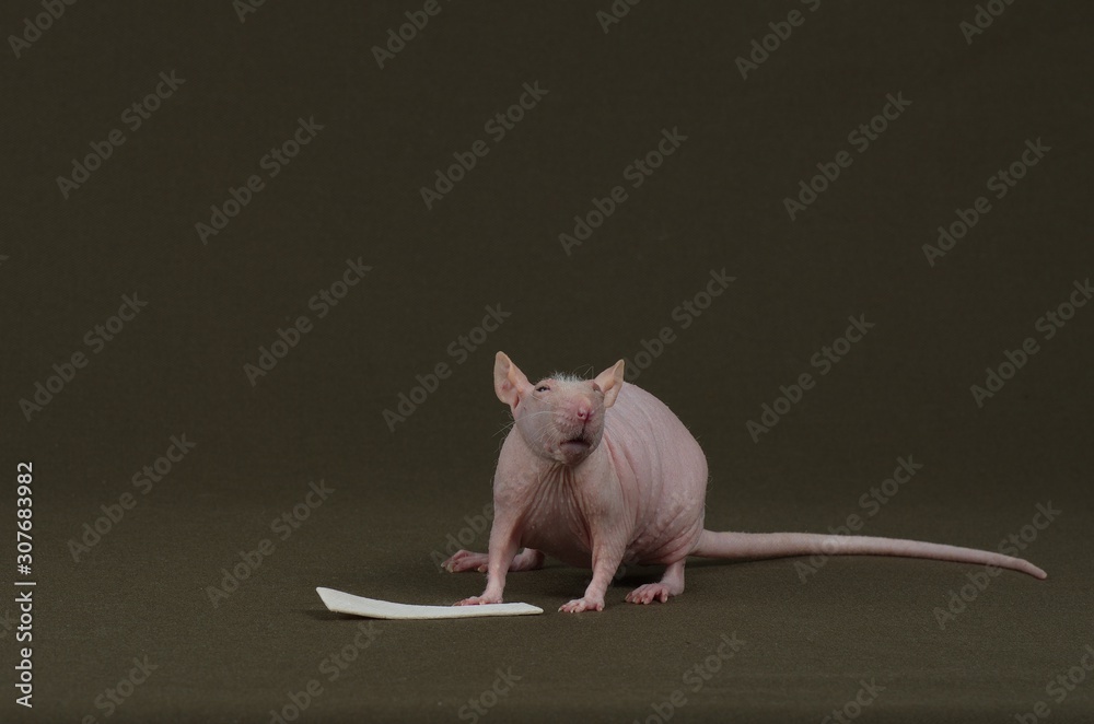 Decorative white rat eats chewing gum.