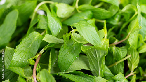 Wallpaper Mural Mint. Bunch of Fresh green organic mint leaf in bowl on wooden table closeup   Torontodigital.ca