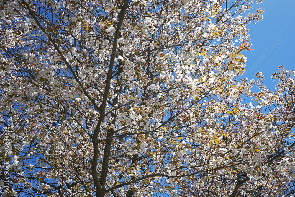 Close up white flower tree with clear blue sky Close up white flower tree with clear blue sky