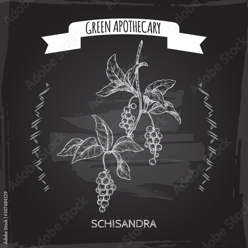 Schisandra aka Schisandra chinensis or magnolia vine sketch on blackboard background. Green apothecary series.