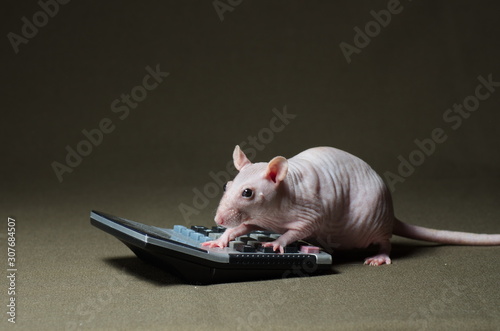 White rat leading calculations on the calculator.