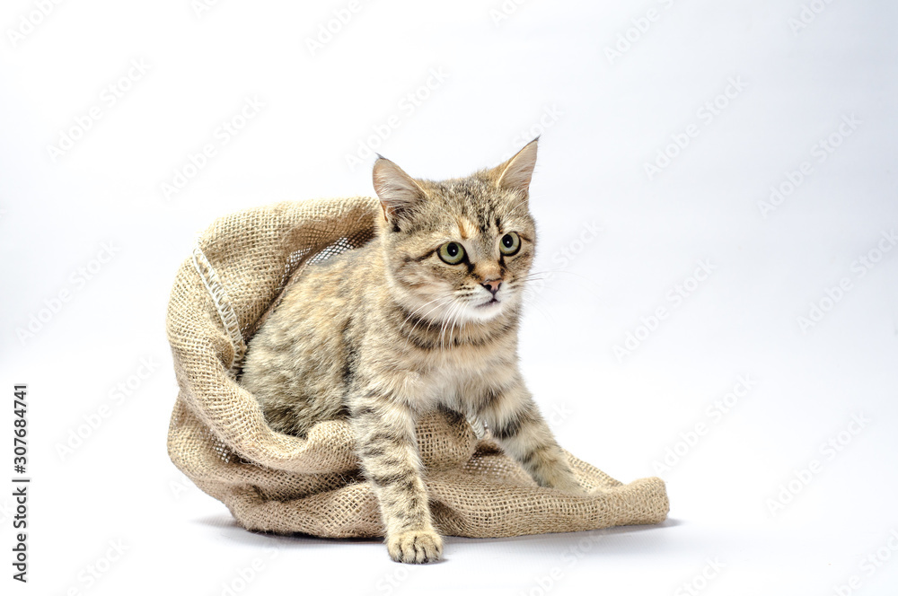 Obraz premium disgruntled tabby cat gets out of the sack