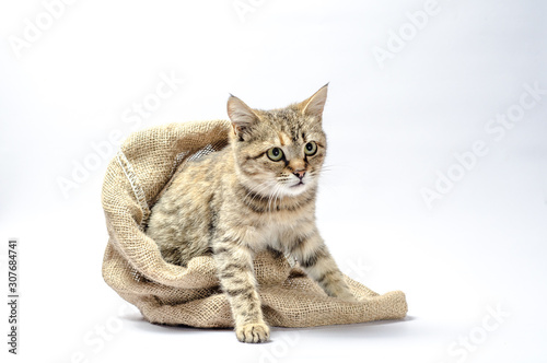 disgruntled tabby cat gets out of the sack