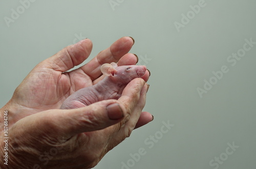 A small rat is held in his hands.