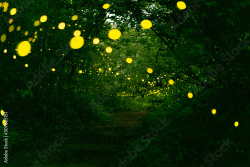 Abstract and bokeh light firefly flying in the forest. Fireflies (Lampyridae) flying in the bush at night time in Thailand. © arcyto