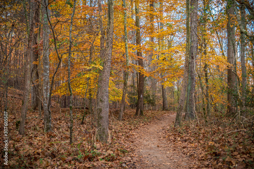 Forest trail in autumn © Sandra Burm
