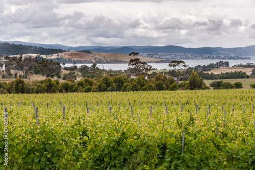 Meadowbank  TAS  Australia - December 13  2009  Wide shot of green vineyard in front of gray water lake under heavy cloudscape and dark wooden hills on horizon.