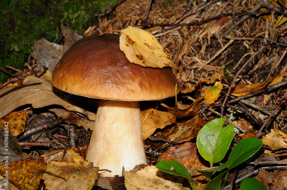 White mushroom and a leaf on it in the forest White mushroom and a leaf on it in the forest