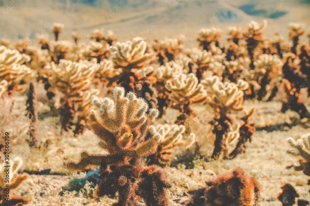 cactus in the desert