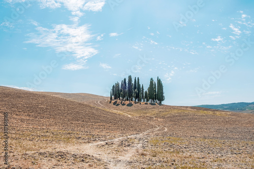 Famous trees, San Quirico D'Orcia, Italy