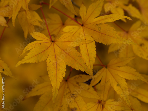Closeup of lovely bright yellow leaves on an Acer tree in autumn