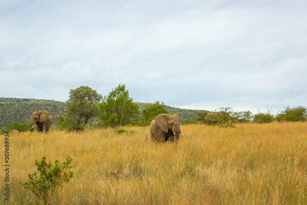 A herd of elephants ( loxodonta africana) walking in the beautiful landscape of Pilanesberg National Park, South Africa.