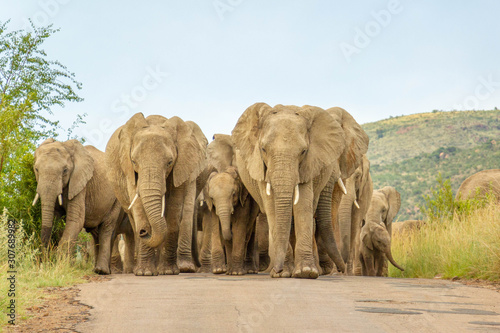 Elephants ( Loxodonta Africana) walking on the road at Pilanesberg National Park, South Africa.