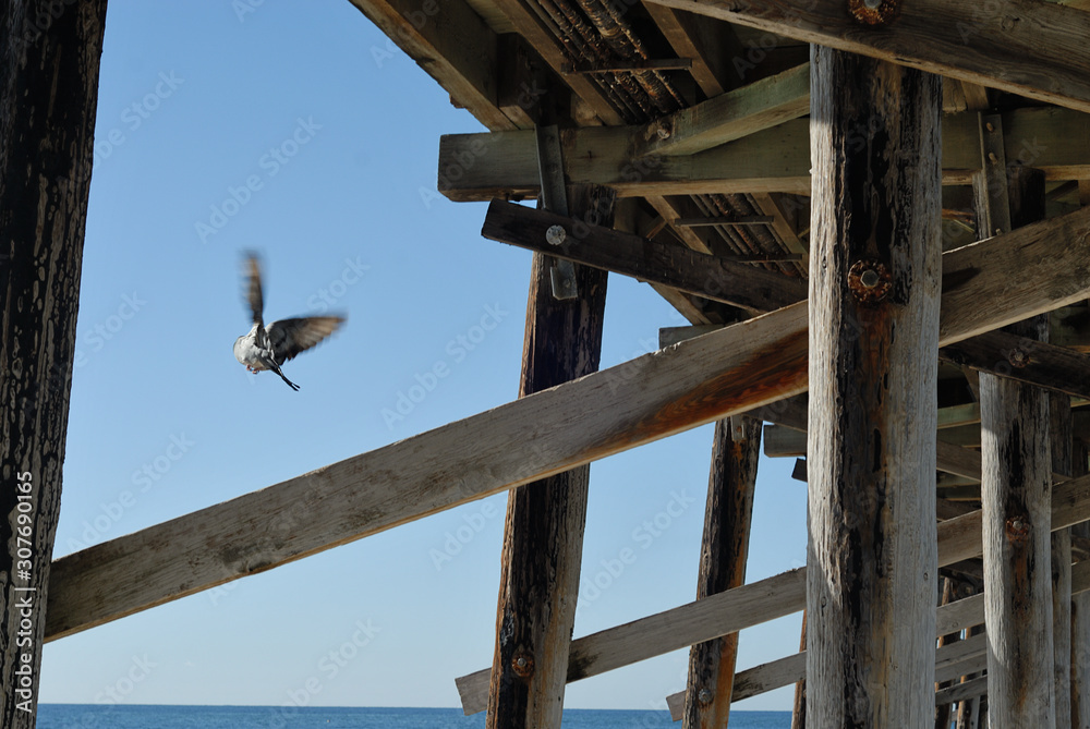 A bird flying out from under the rafters of a wooden pier.