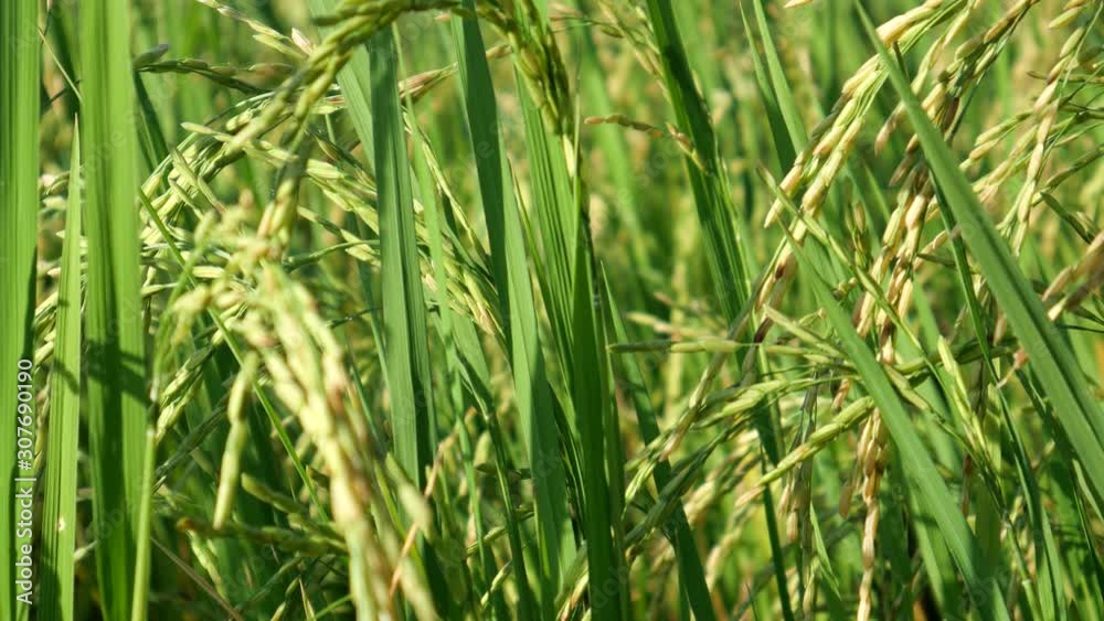 Rice paddy in Asia Rice paddy in Asia