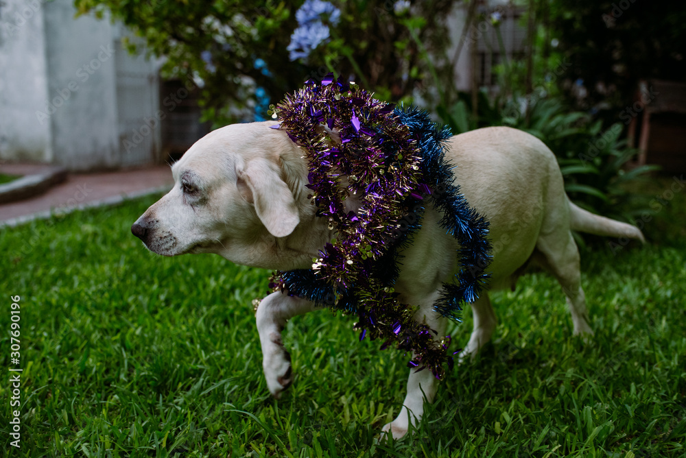christmas dog walking in the grass christmas dog walking in the grass