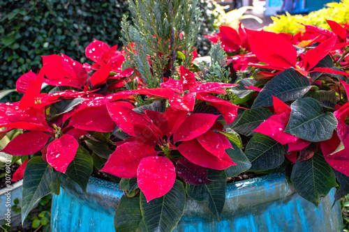 Beautiful Holidays plants at Christmas Celebration 1 photo