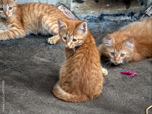 Three red kittens are playing in the yard. © simta