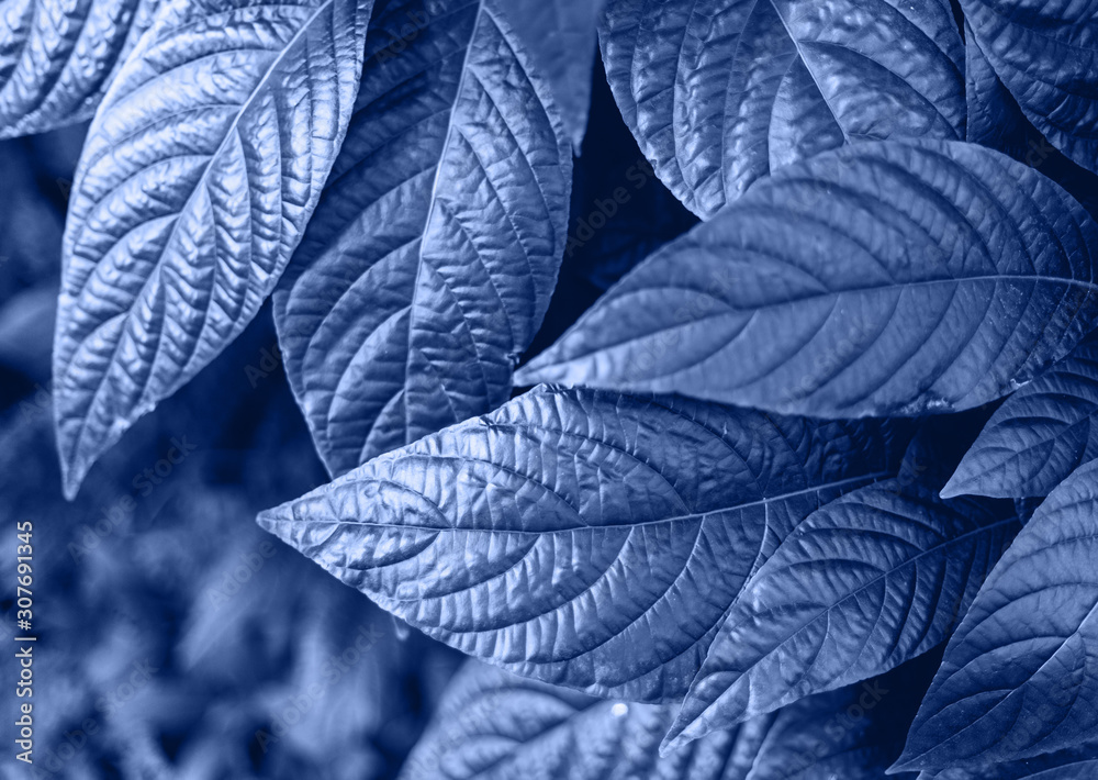 Obraz premium leaves of piperaceae leaves monochrome toned. Design concept. Tropical palm foliage. Color of the year.