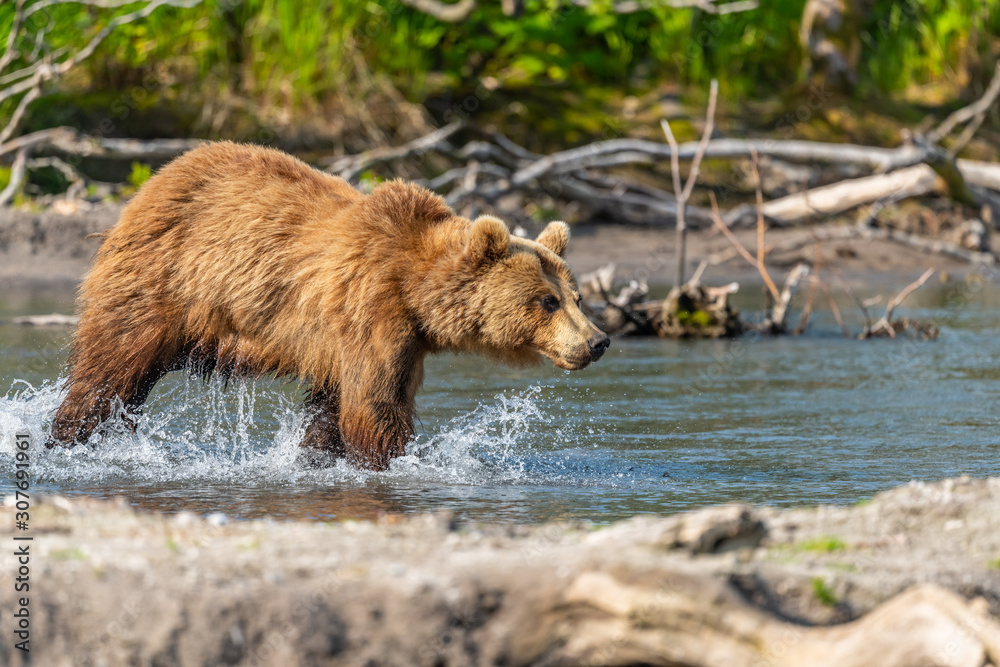 Fototapeta premium Ruling the landscape, brown bears of Kamchatka (Ursus arctos beringianus)