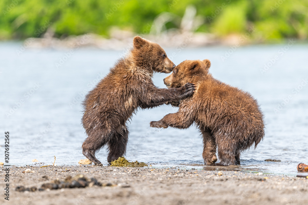 Ruling the landscape, brown bears of Kamchatka (Ursus arctos beringianus) Ruling the landscape, brown bears of Kamchatka (Ursus arctos beringianus)