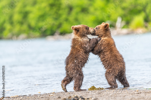 Rządząc krajobrazem, niedźwiedzie brunatne Kamczatki (Ursus arctos beringianus)