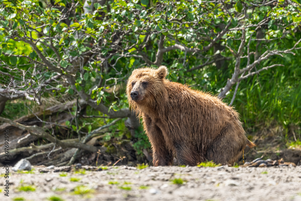 Obraz premium Ruling the landscape, brown bears of Kamchatka (Ursus arctos beringianus)