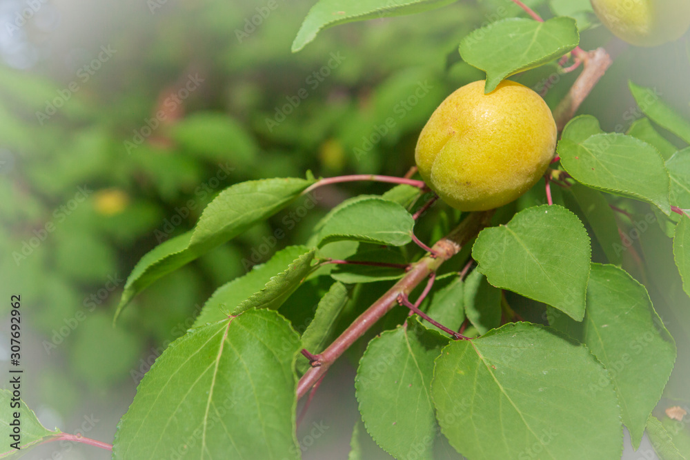 Apricots grow and Mature on a branch in early summer