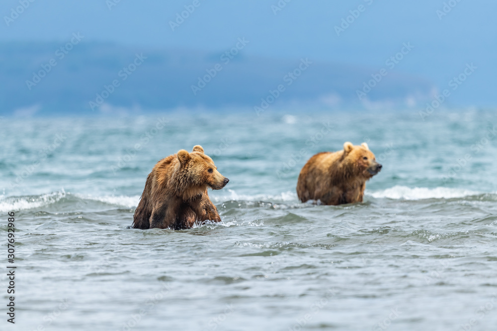 Fototapeta premium Ruling the landscape, brown bears of Kamchatka (Ursus arctos beringianus)
